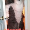 Friendly Wolf Mascot Costume